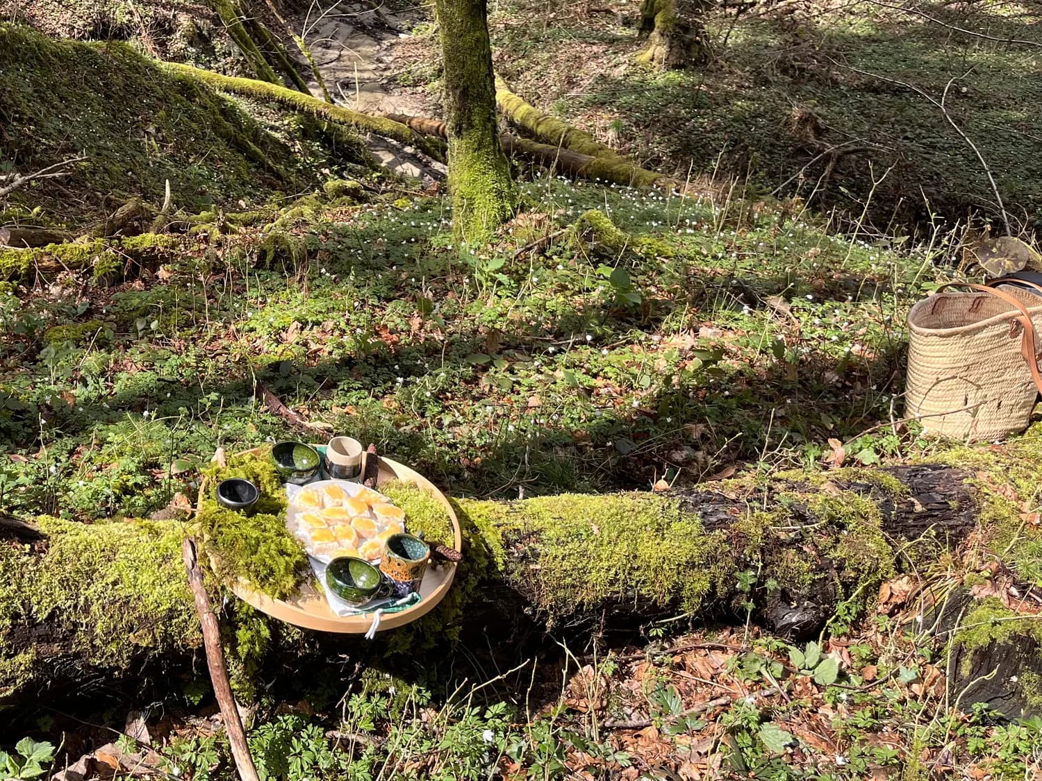 A gathering spot prepared beside a forest stream in spring