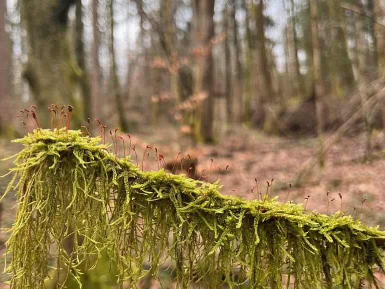 Moss with sporophytes on a branch in a bare winter forest