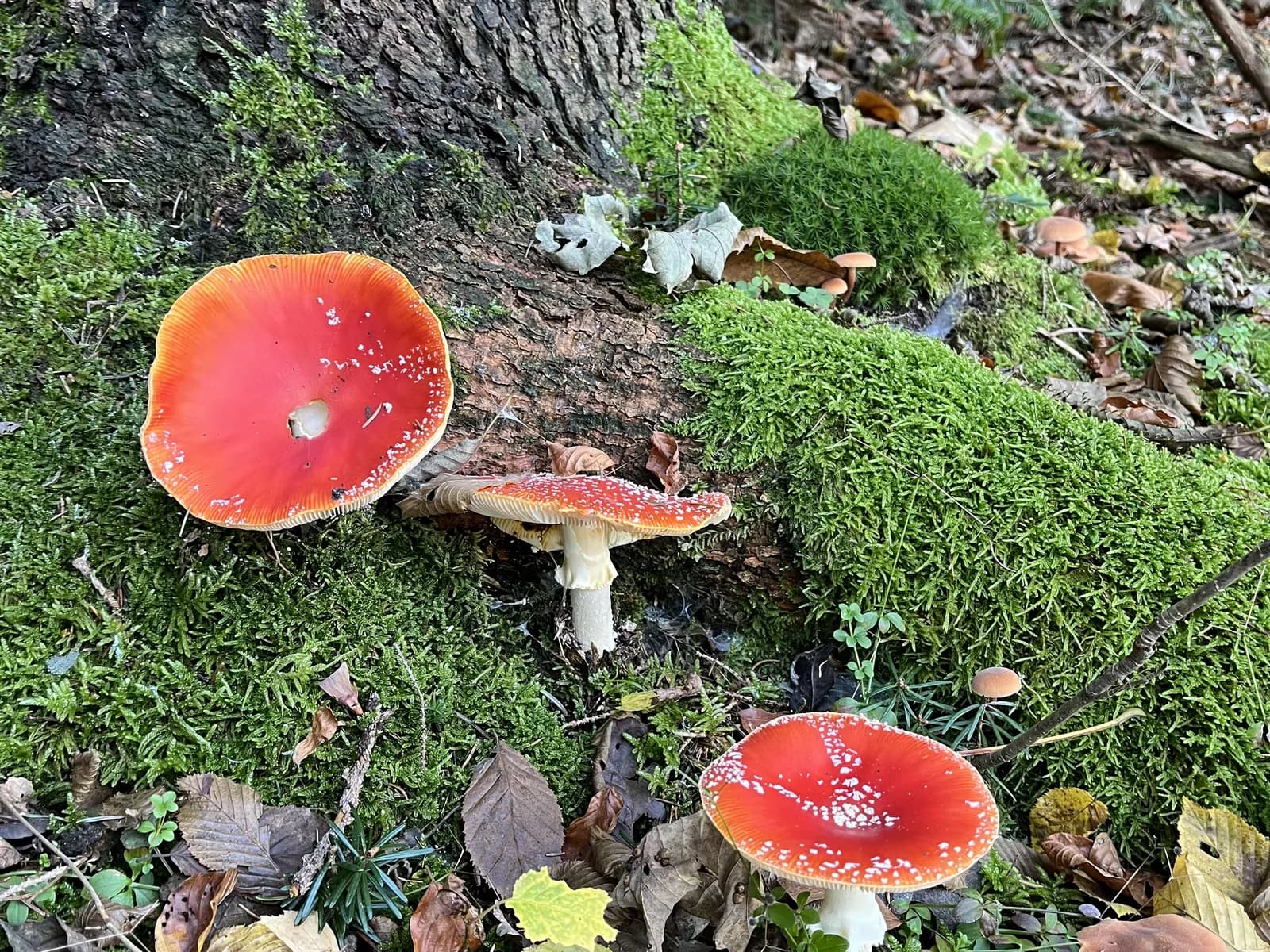 Fly agaric mushrooms on a mossy stump in a Slovenian forest