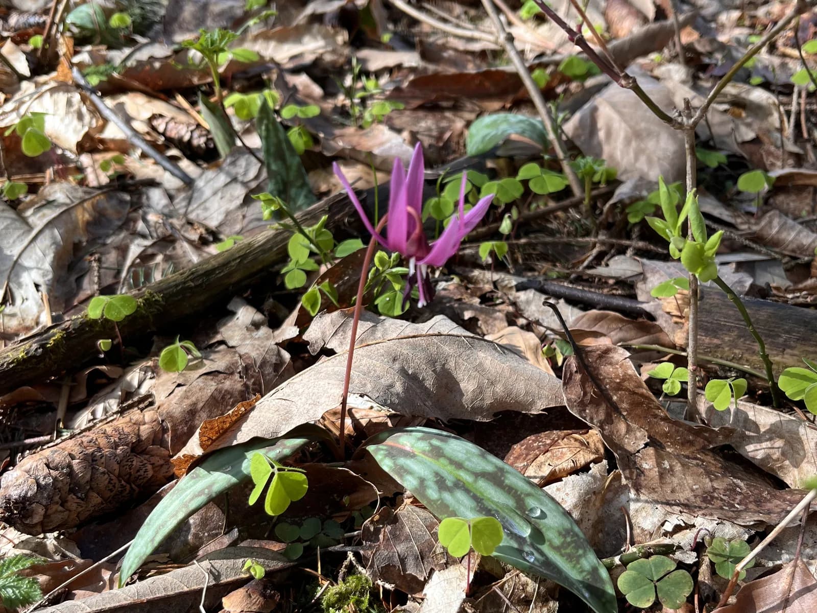 A dog's-tooth violet in bloom among last year's leaves